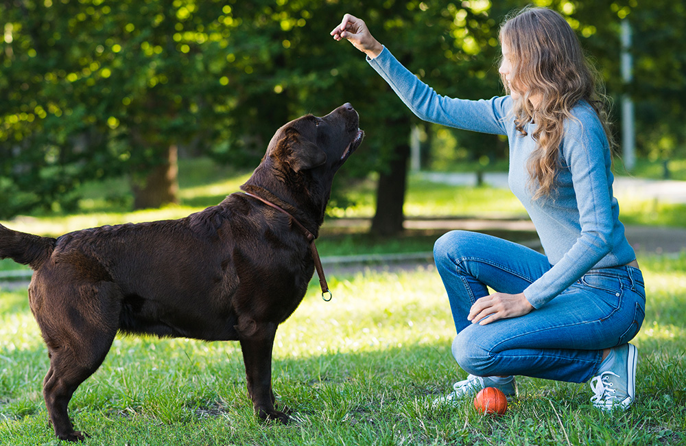 Read more about the article Don’t Blame the Dog Trainer!