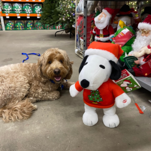 golden doodle dog with Christmas decorations in store