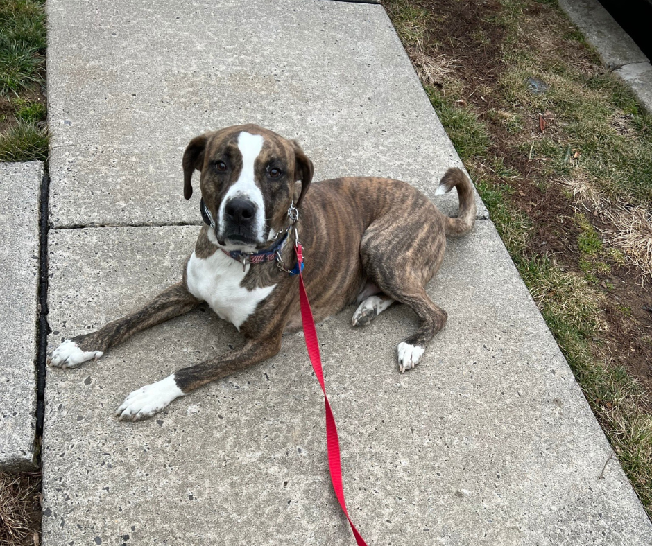 Apollo enjoying life after dog training