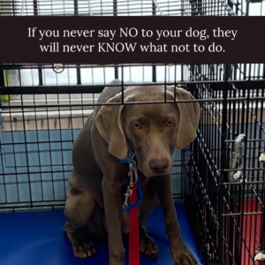 Dog in kennel. Learn to say no to your dog.
