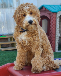 labradoodle in dog training