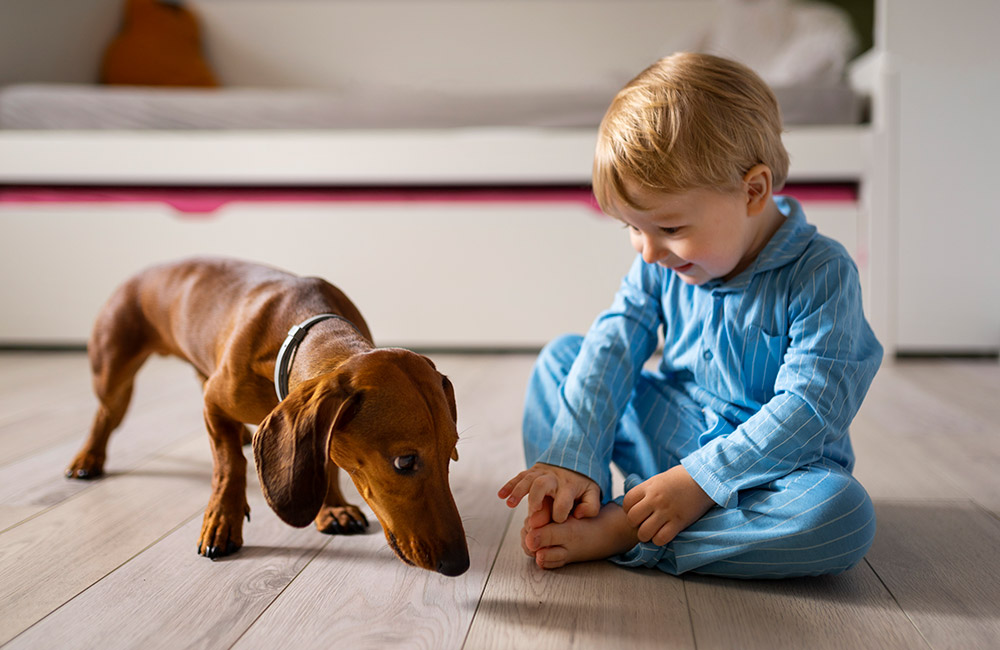 Read more about the article Dog & Baby Tips: Helping Your Dog Handle Being Second to the Baby